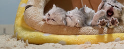 Where to donate pet bedding in Australia