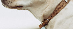 Where to donate pet collars / leads in Australia
