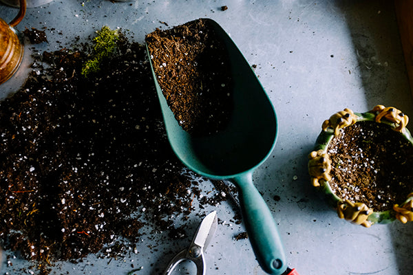 Reuse your old ground coffee in the garden! Organic fertiliser and pest control