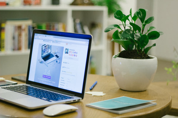 Green your office by using indoor plants to create a healthy working environment