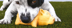 Where to donate pet toys & scratching posts in Australia