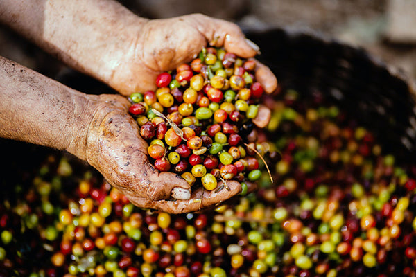 Pre-filled / plastic coffee pods can contain lower quality beans & added flavours