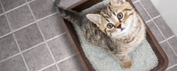 Where to donate kitty litter in Australia