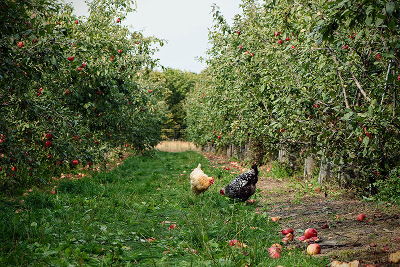 Crema Joe coffee by-product orchard recycling | Sustainable, ethical coffee, roasted in Melbourne.