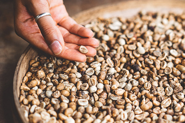 Coffee good for your health: Hand picking up coffee bean from pile of unroasted green beans