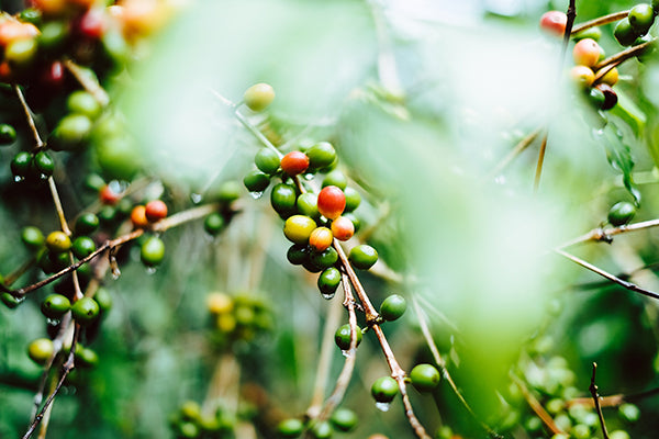 Healthy coffee: Green & red coffee cherries unpicked on rainy branch of farm tree