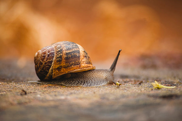 Chemical-free pest control: Snails! Use spent coffee grounds in the garden